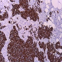 آنتی بادی CD34 برند NOVOCELL