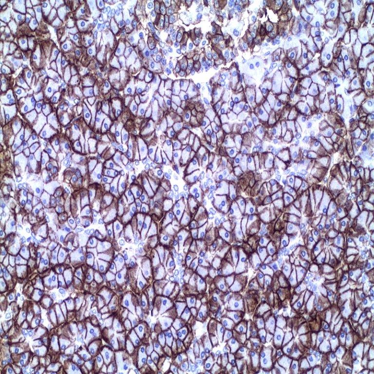 آنتی بادی CD99 برند NOVOCELL