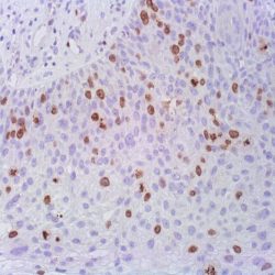 آنتی بادی CD117 برند NOVOCELL